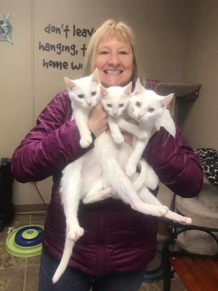 Сенди и котята. Источник фото: https://allcatsworld.com/12103/