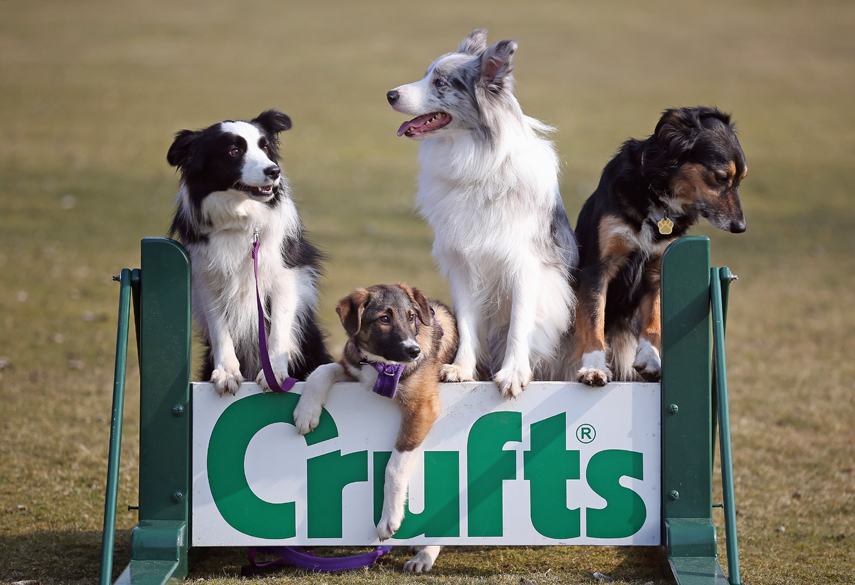 http://mydoggy.ru/wp-content/uploads/2017/03/crufts2017.jpg