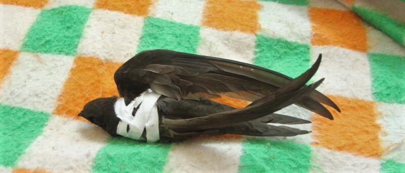 Примеры фиксации