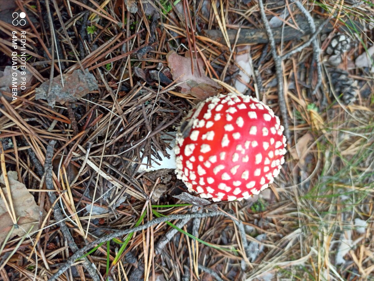 Такой красный красавец. 