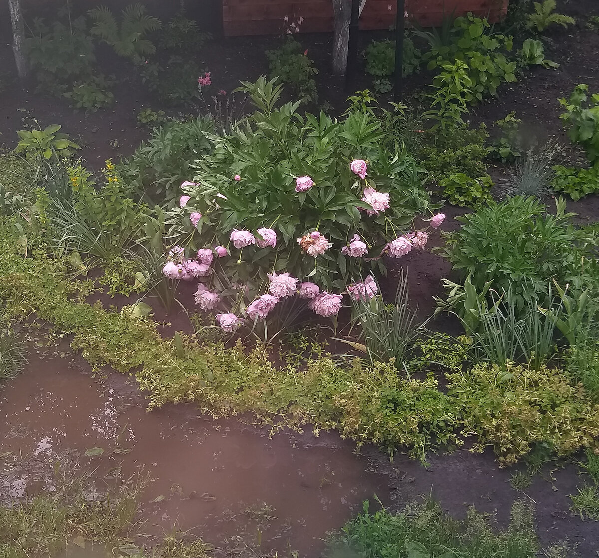 Жалкое зрелище - этот год был явно плох для пионов. То засуха, то ливень.