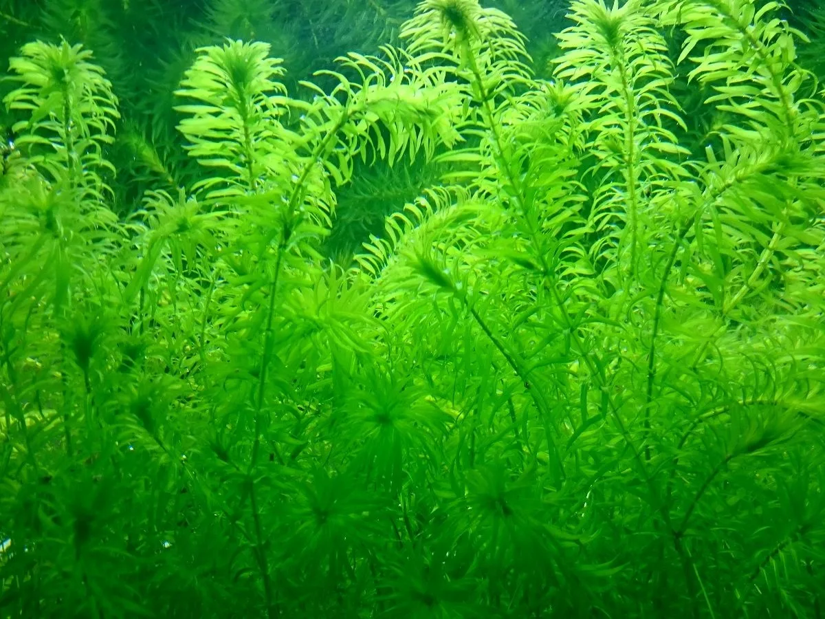 Как люди освоили "подводное земледелие"?