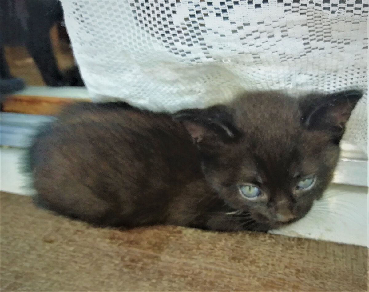 Маленькая Вася