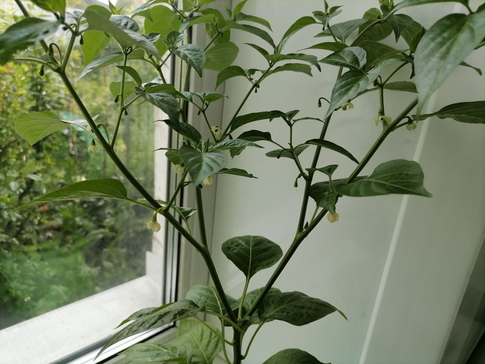 Куст Бикиньо, фото автора