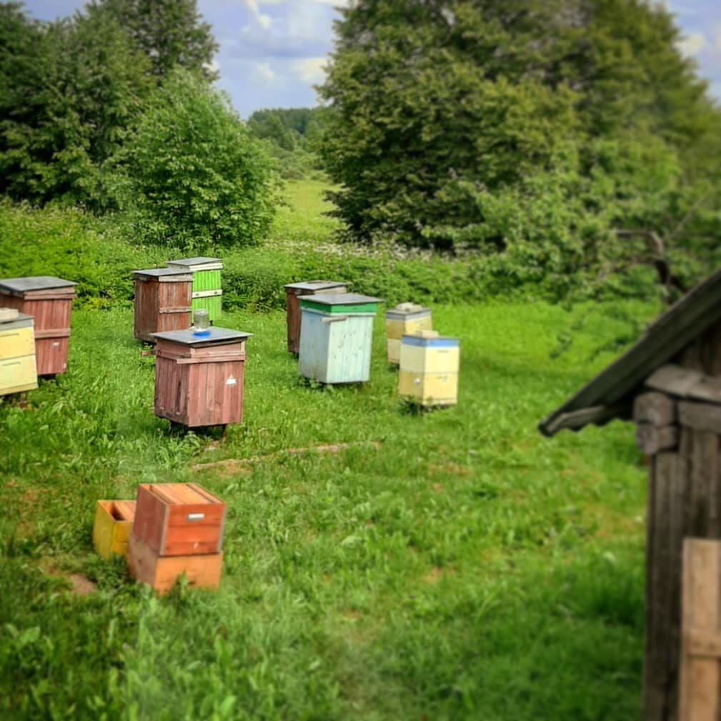 Часть пасеки год 2021