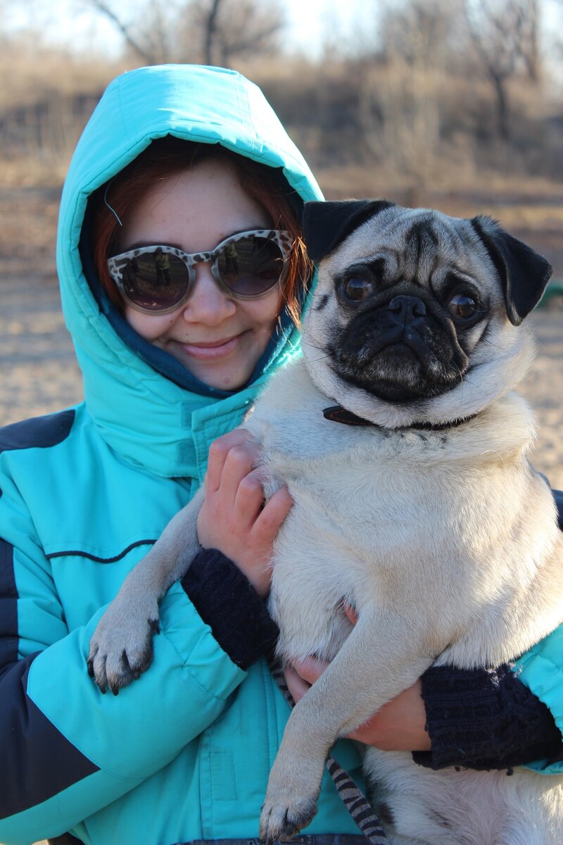 Эти дружные мопсы)