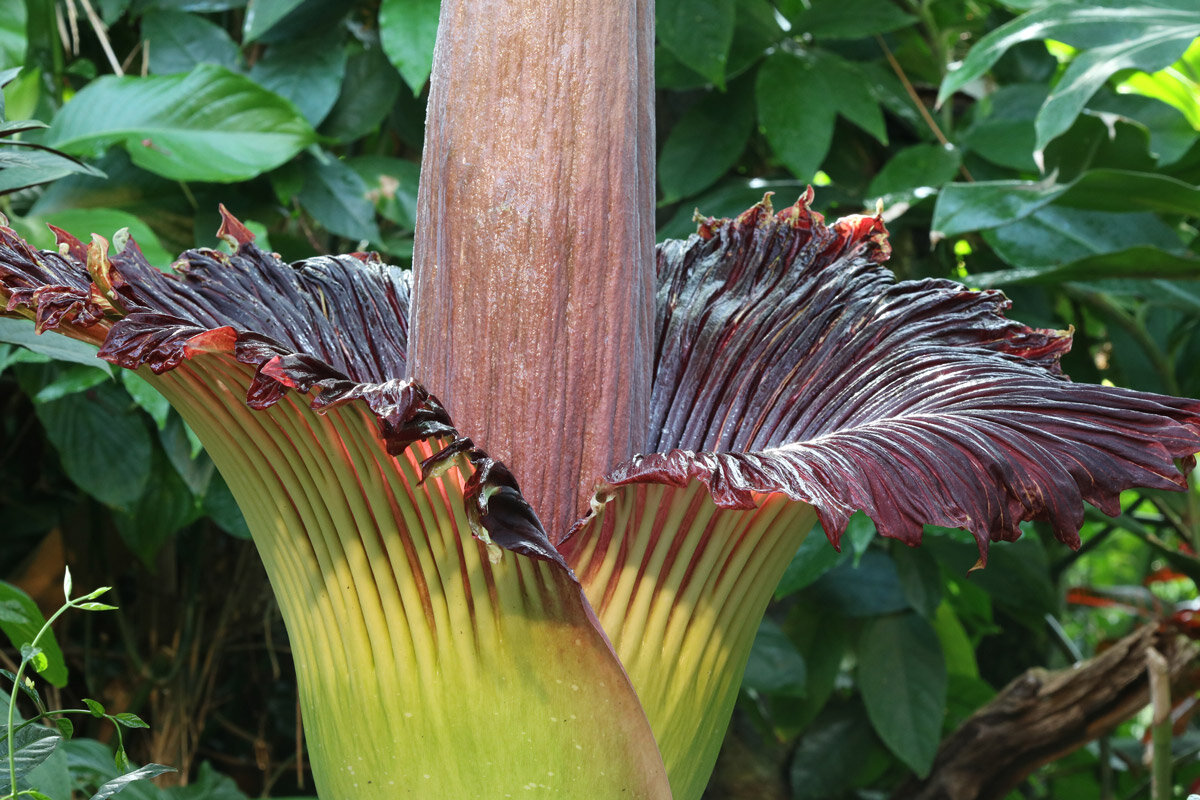 Змеиная Пальма Аморфофаллус. Amorphophallus Titanum цветок. Аморфофаллус титанический. Титан Арум.