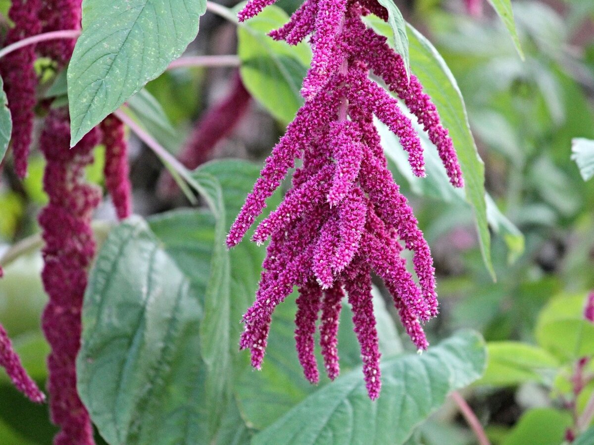 Амарант. Фото с сайта pixabay.com