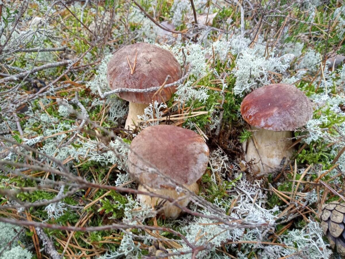 Псковская область грибы