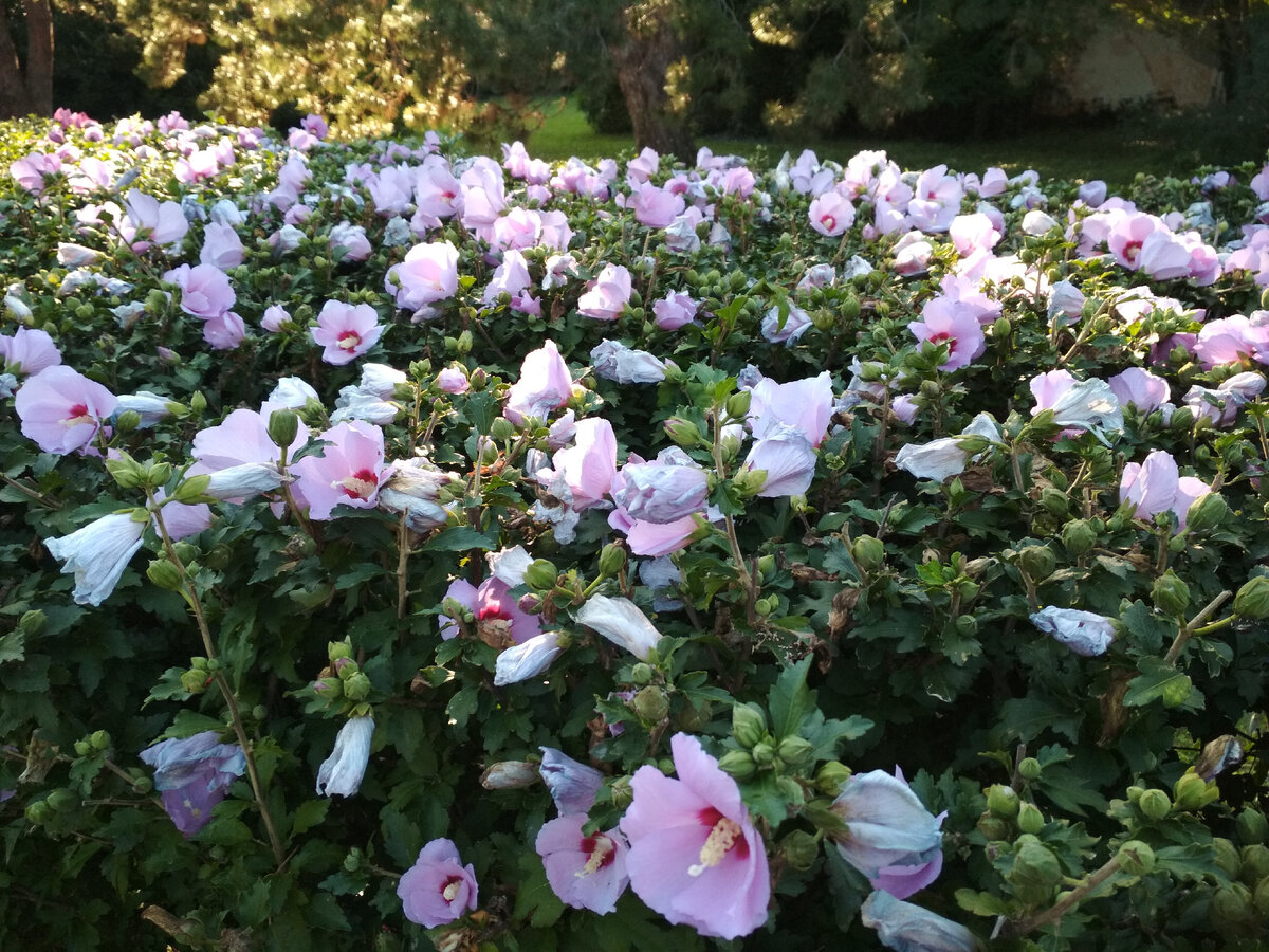 Сплошной ковер розовых цветков на живой изгороди, сформированной из гибискуса.