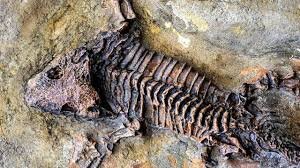 Ископаемые