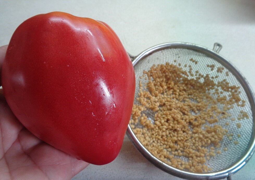 Готовим семена томатов. Свои семена томатов. Как собрать семена помидоров. Как заготовить семена томатов. Как собрать семена томата.