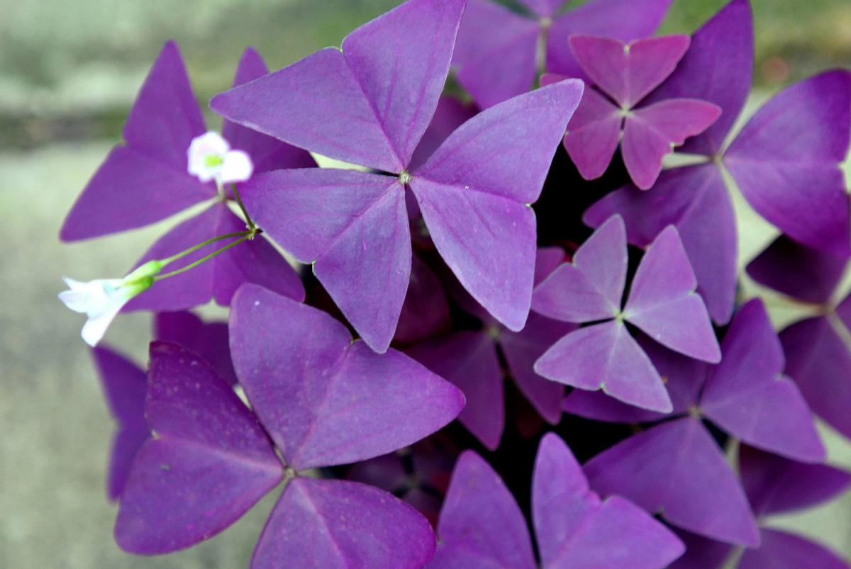 Жизнь похож на цветок. Кислица оксалис. Кислица фиолетовая оксалис. Кислица треугольная (Oxalis triangularis). Оксалис Кислица треугольная фиолетовая.