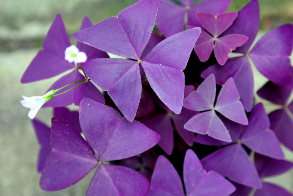 Многоугольники в природе. Кислица треугольная (Oxalis triangularis). Оксалис Регнелла. Оксалис Кислица Регнелла. Кислица фиолетовая (Oxalis).