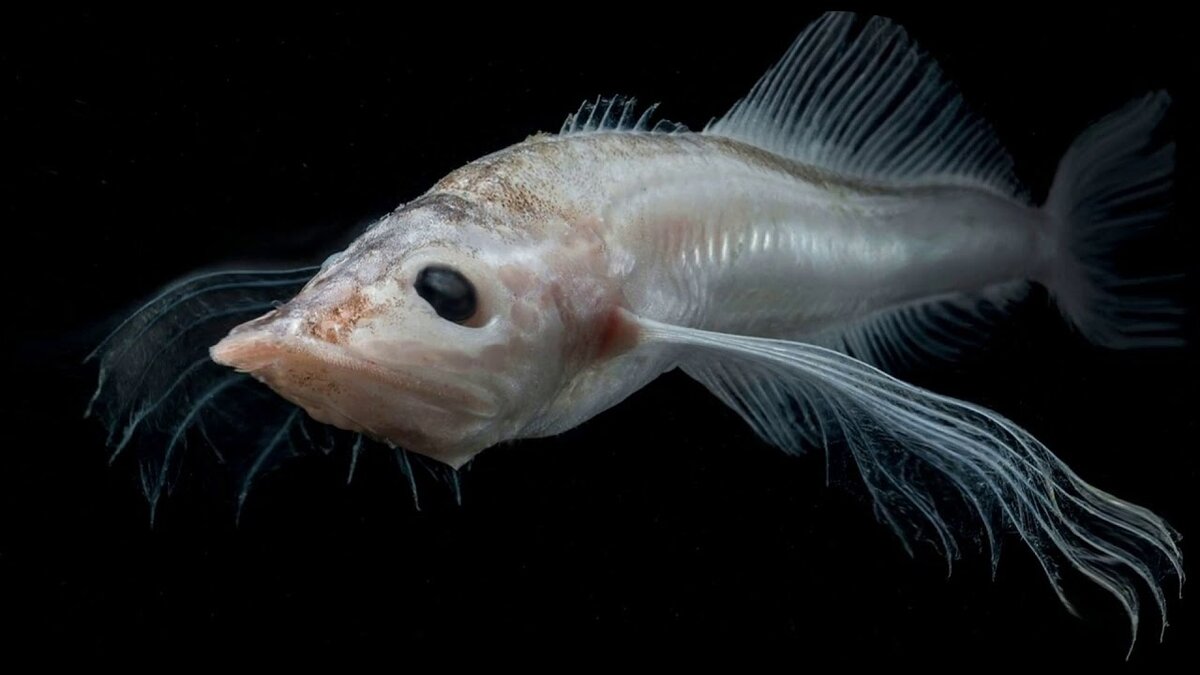 Вот так выглядит настоящий профессионал выживания.