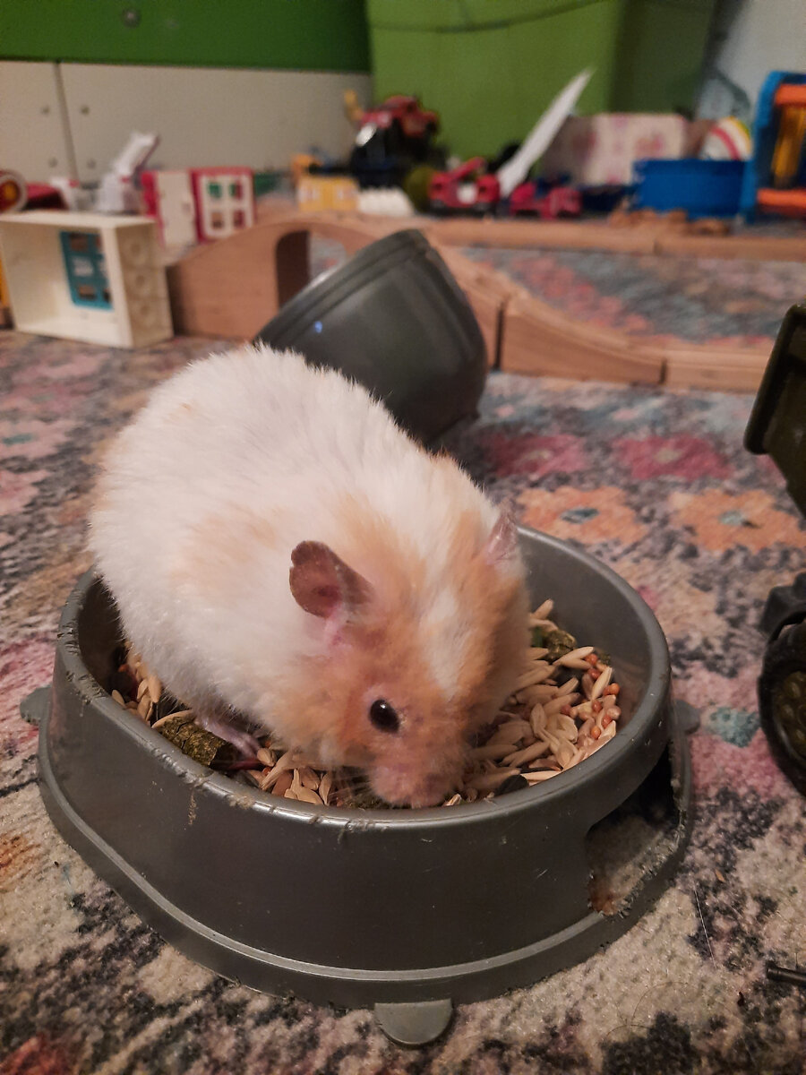 Это пока я ему опилки меняю, хомяк сидит под наблюдением сына