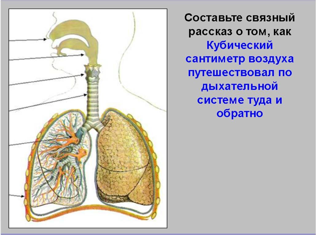 Реберный механизм дыхания. Строение дыхательной системы. Строение дыхательной трубки. Строение органов дыхания 8 класс. Механизм дыхания.