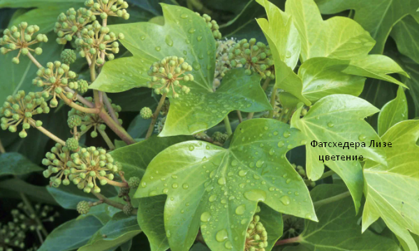 Цветение фатсхедеры Лизе. Скрин фото автора