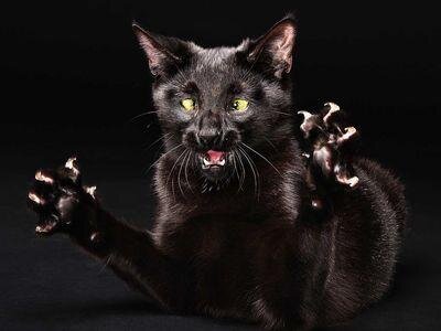 Бешеное животное