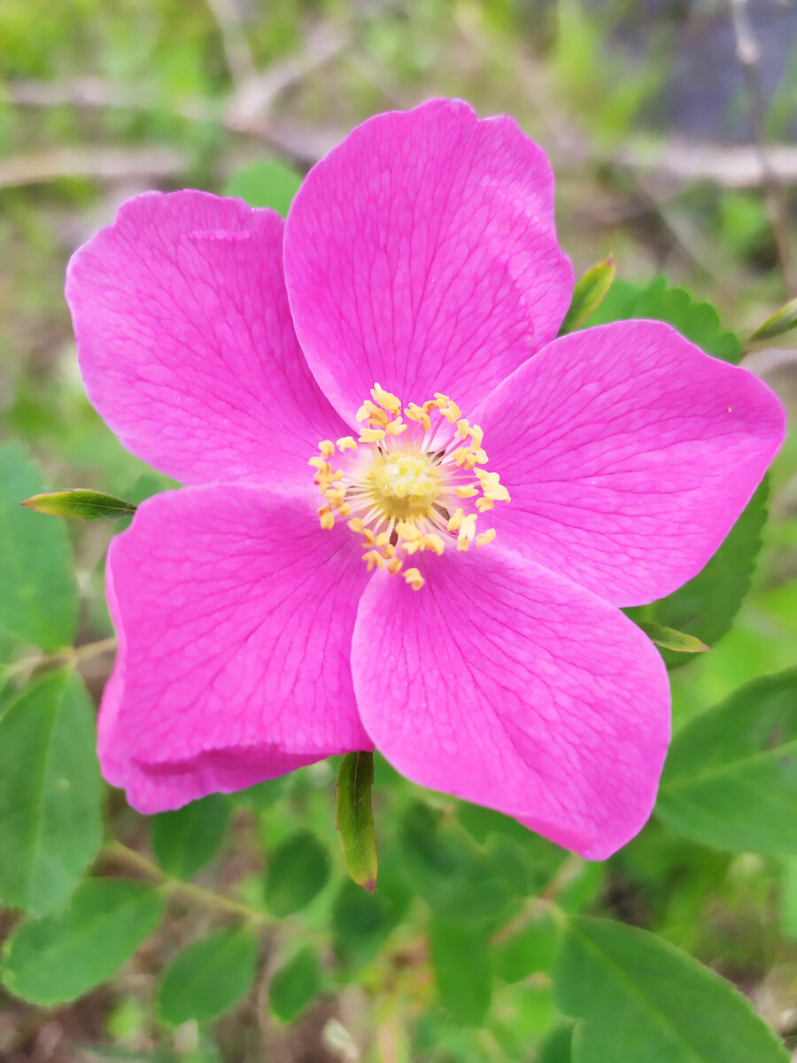Люблю шиповник, если бы я могла выбрать растение,кем я бы могла бы быть,думаю,это было бы именно оно)
