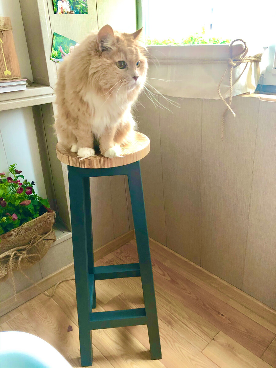 Кот Плюшка, он же Плюшико, харушико и тд. 19 ирз олд