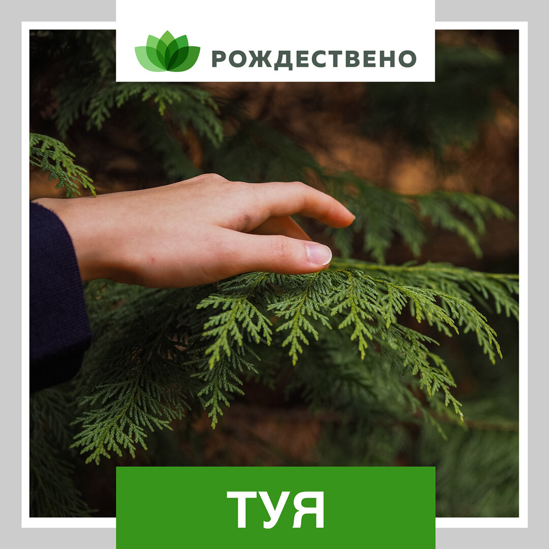 Загадка про тую