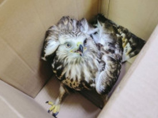     Россельхознадзор по Оренбургской области