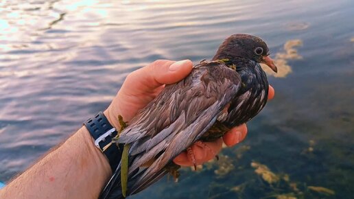 Спасли голубя из воды, но он всех удивил