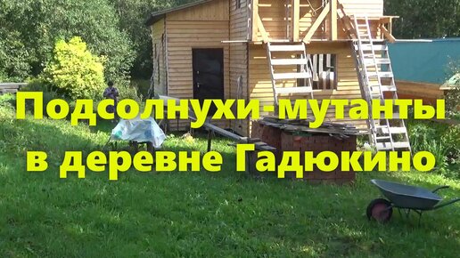 Домашнее Видео: Только Для Взрослых