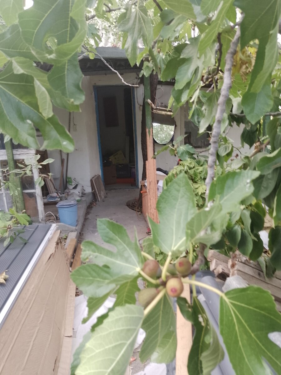  В этой стороне еще такой бардак. Зато по тихоньку ем халявный инжир.