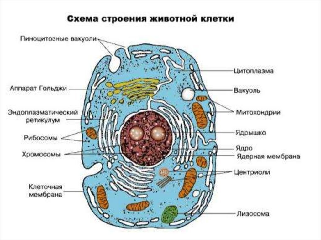 Клетка организма какого царства изображена на рисунке обоснуйте свой ответ какая структура