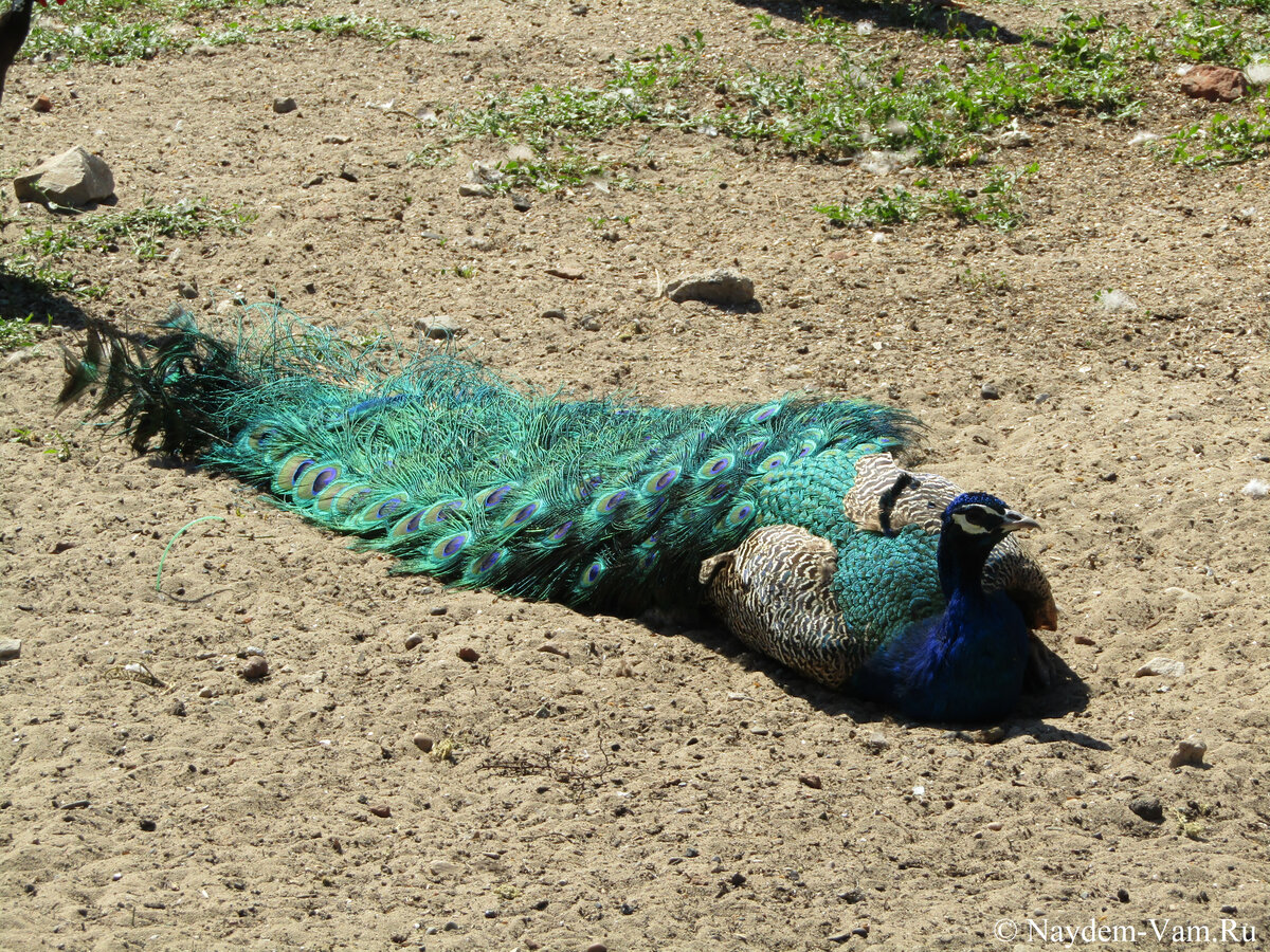 Птицы на улице в Казанском ЗооБотсаду  