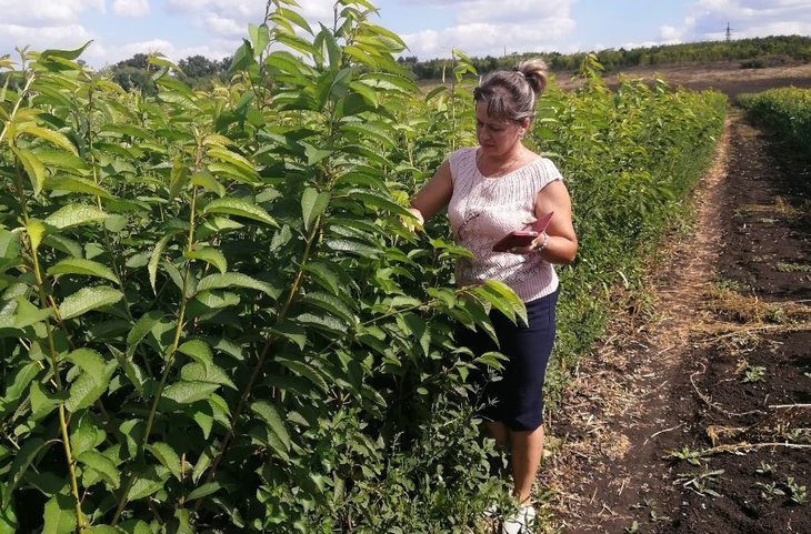    О стратегии защитных мероприятий в питомниках плодовых и ягодных культур