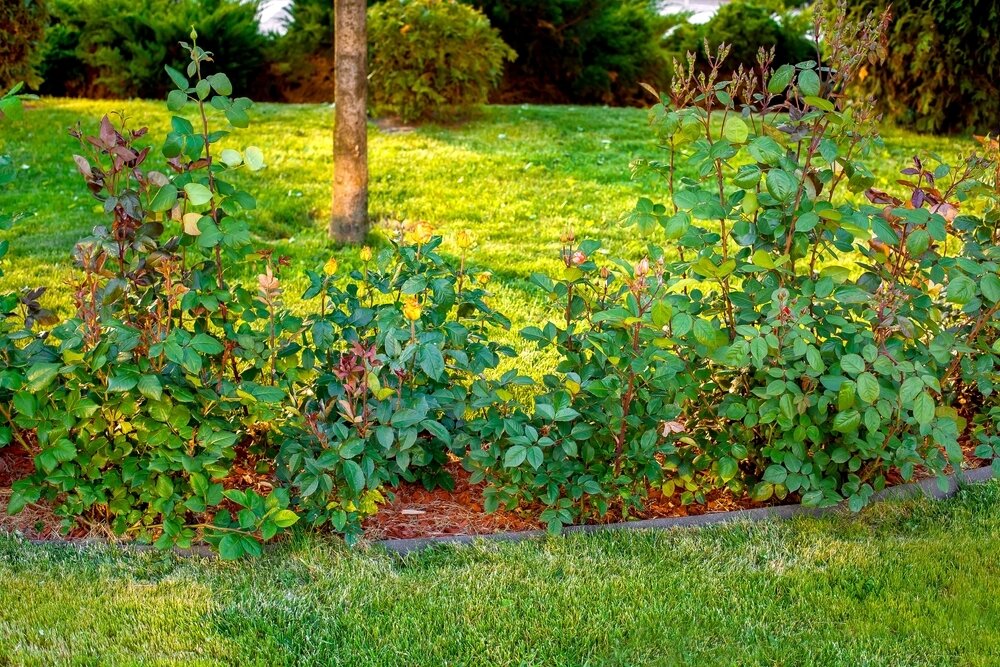    Перед цветением (во время бутонизации) розы подкармливают