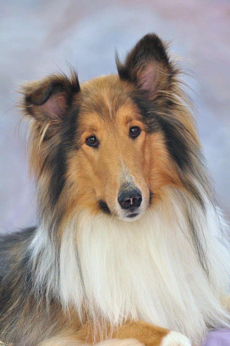 Колли