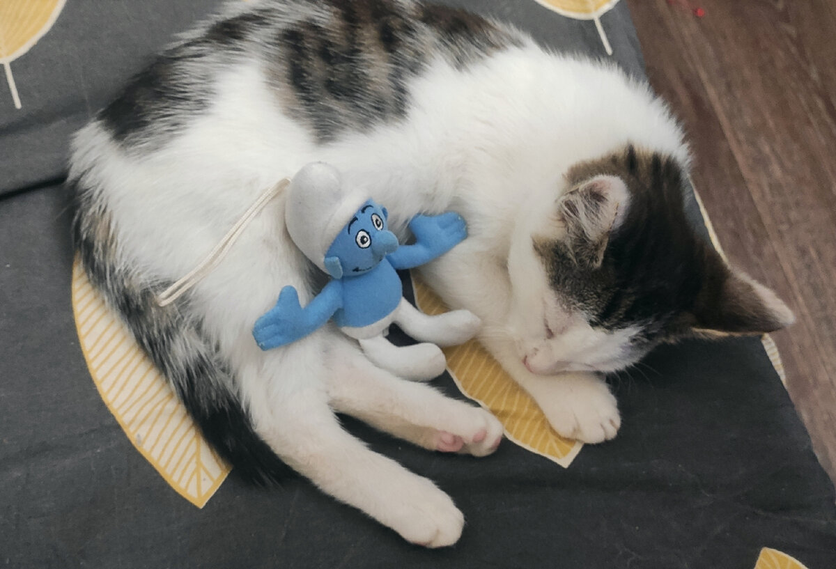Котенок Пятница 