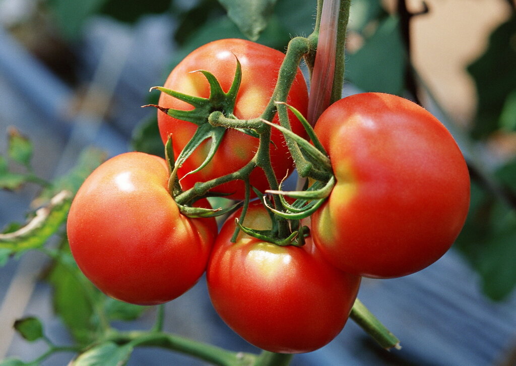   Получение обильного урожая томатов, невозможно без правильной, своевременной подкормки. Опытные дачники применяют для этих целей следующие растворы: 1. Берем 200 л бочку.-2