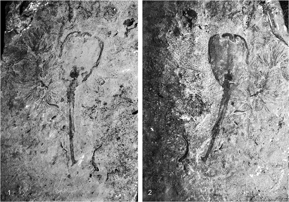 Тюльпан Siphusauctum lloydguntheri , обитал на дне морей Земли 500 млн. лет назад