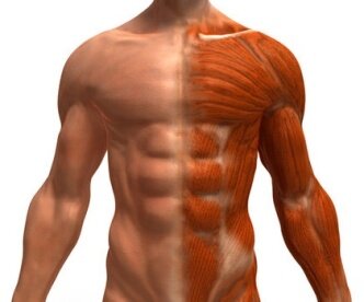 Витамин B1 — обеспечивает работу не только нервной, но и мышечной систем, а также органов пищеварительного тракта.