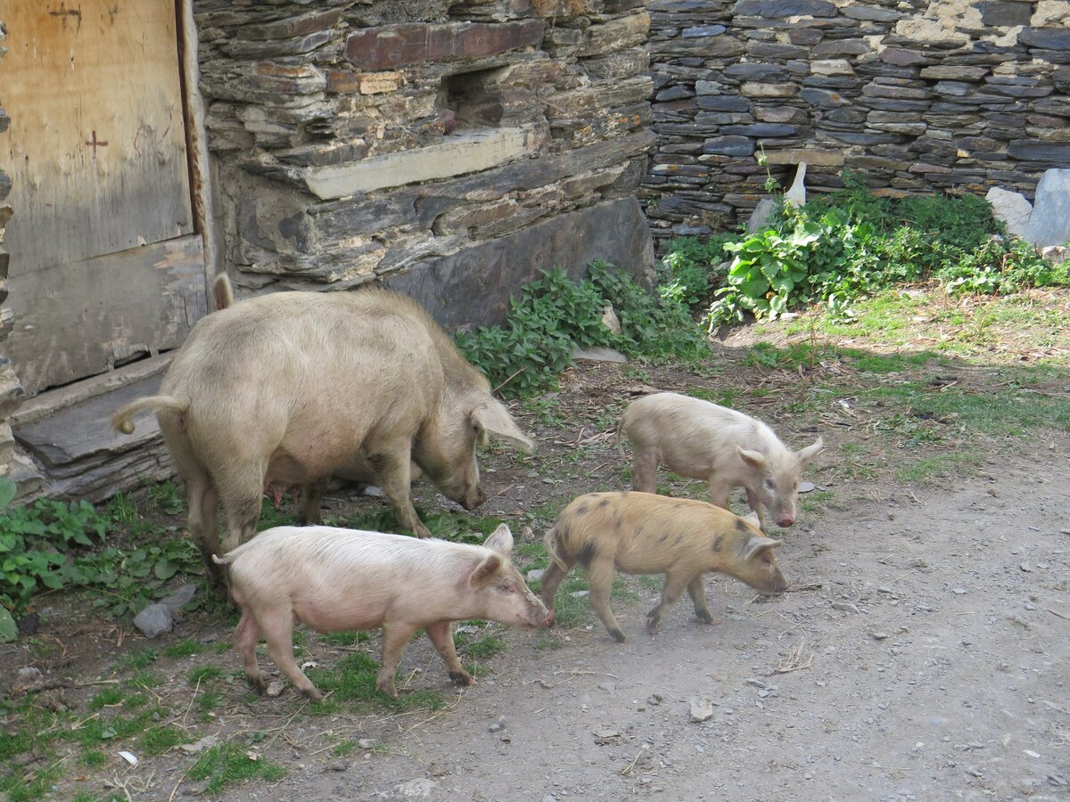 Свинки гуляют. Поросята в деревне. Свинья деревенская. Свинарник деревенский. Свинья в деревне.