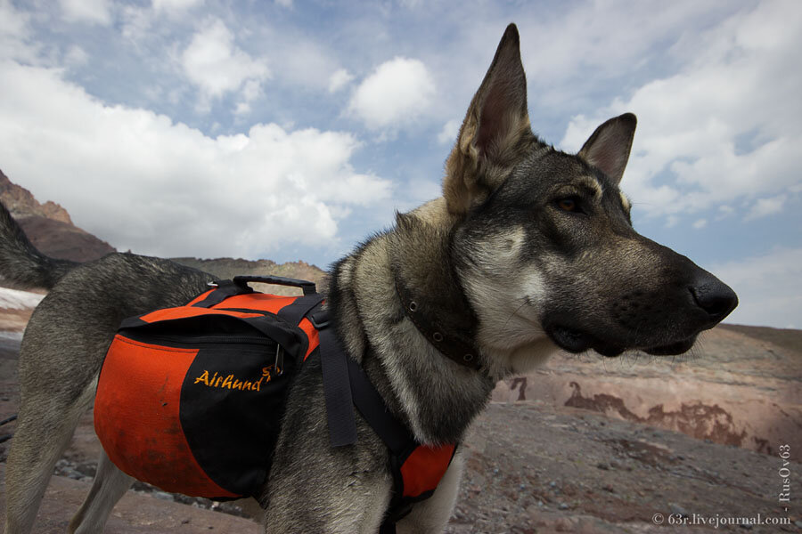 Сумка-рюкзак на спину собаке Dog Extreme Collar - AQUAmaniya