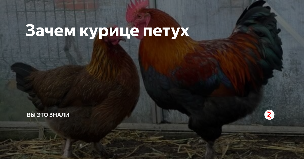 Зачем курица перешла