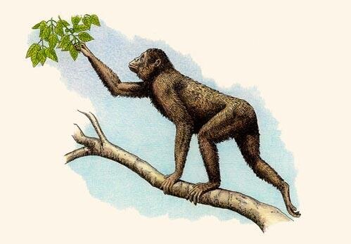 Проконсул - наш общий с шимпанзе предок. Хотя выглядит он как чистая обезьяна, особенности его скелета ближе к человеческому, чем к шимпанзе. Например, даже на этой картинке можно заметить, что проконсул обладает ногами гораздо длиннее, чем у шимпанзе, и ходит с опорой на ладонь, а не на костяшки пальцев, как человекообразные обезьяны.