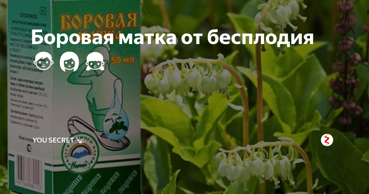 Боровая матка фото растения и описание