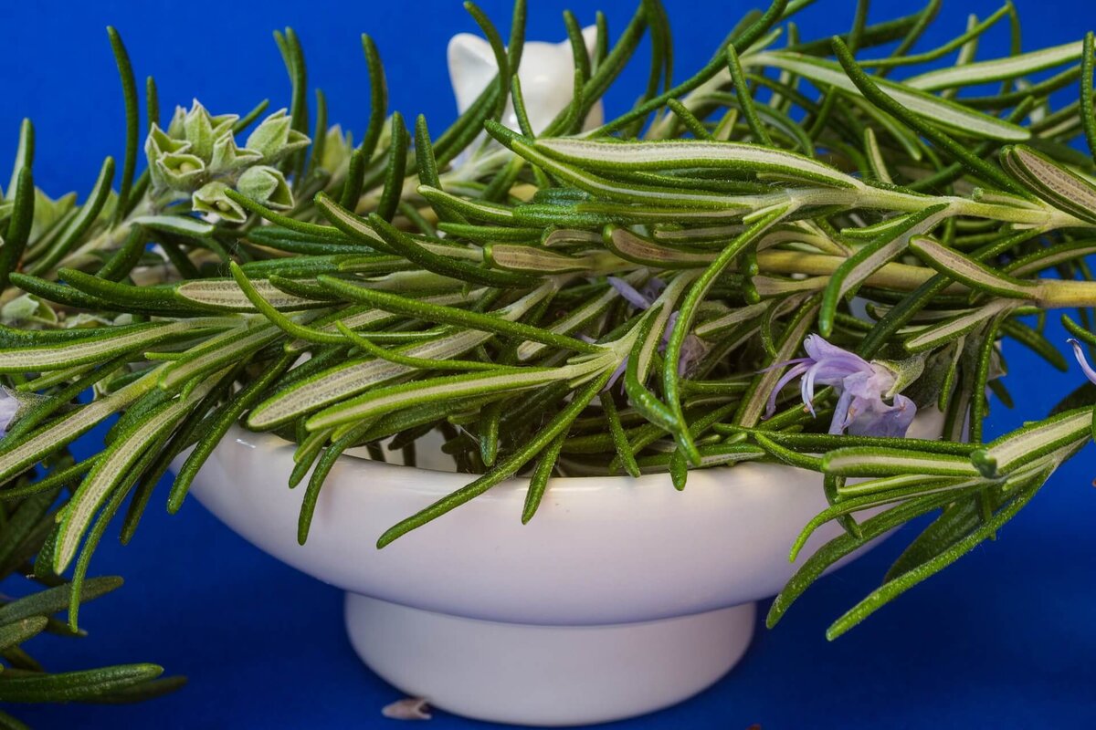 Rosmarinus officinalis Rosemary