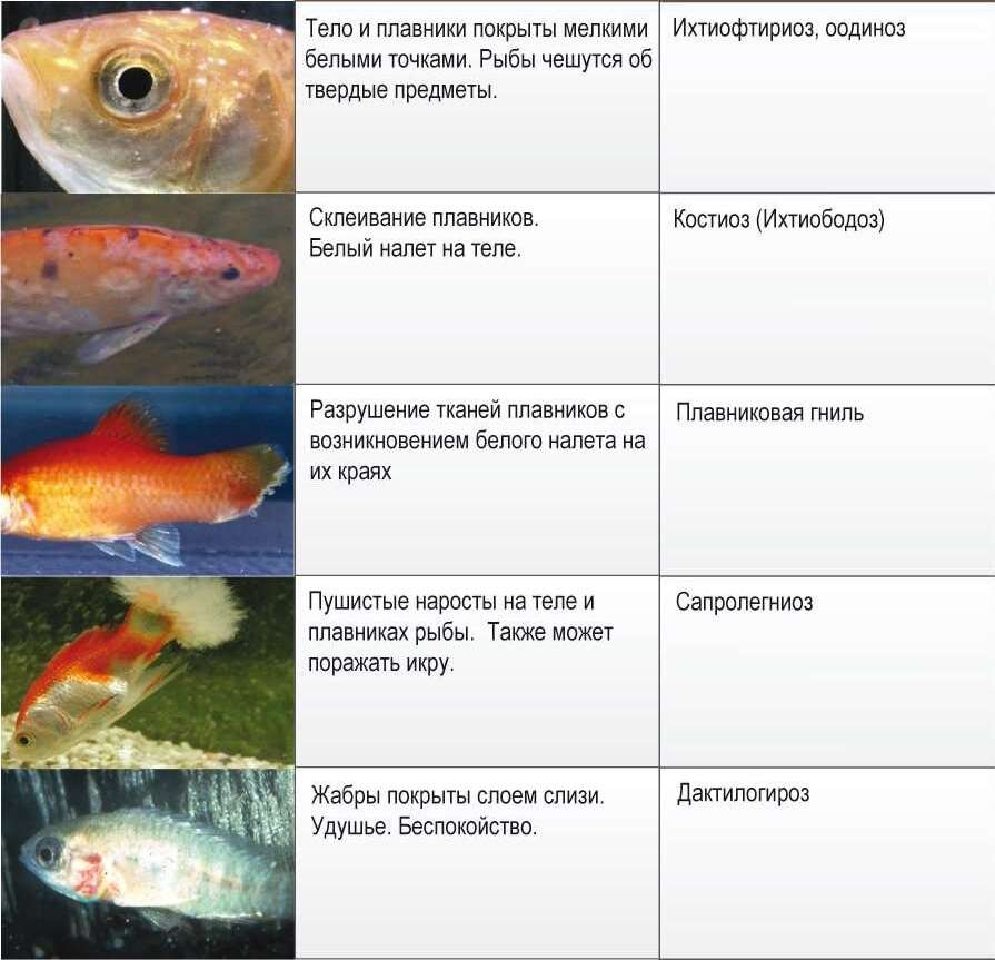 Белый налет на рыбках в аквариуме: лечение болезни