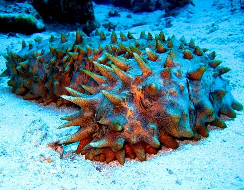 на фото беспозвоночный трепанг 