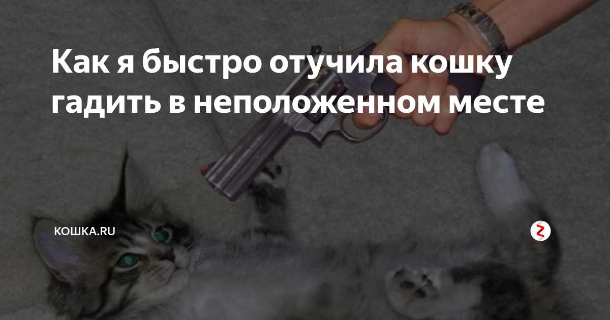 Как отучить кота гадить где попало. Как отучить кота гадить. Как отучить котёнка гадить. Отучить котенка гадить в неположенном. Как отучить кота гадить в неположенном месте.