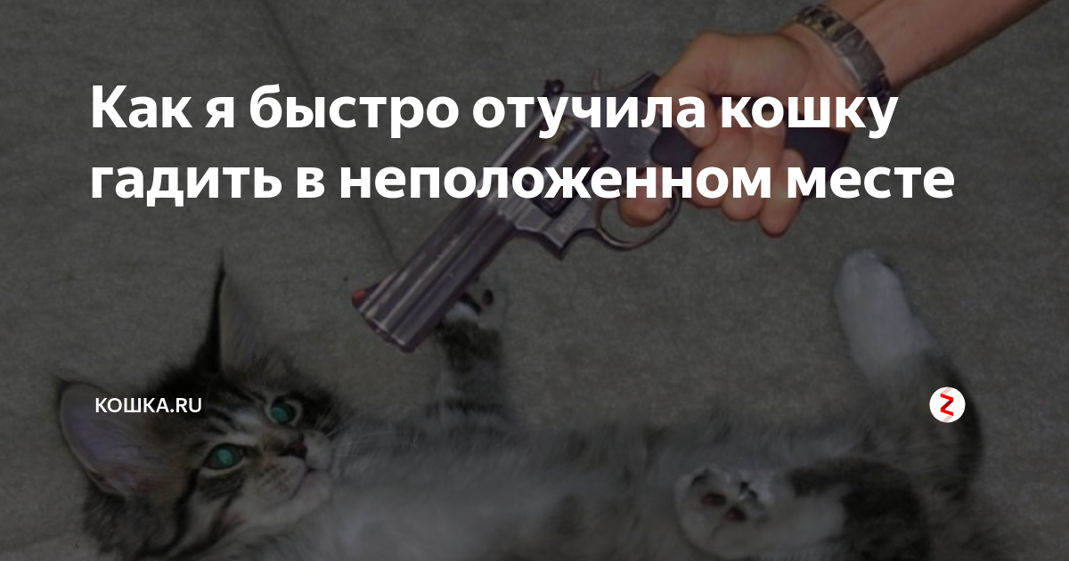 Кошка нагадила мимо. Как отучить кошку гадить. Отучить кота гадить в неположенном месте. Как отучить кошку гадить в неположенном месте. Отучить кота гадить в неположенном месте совет.