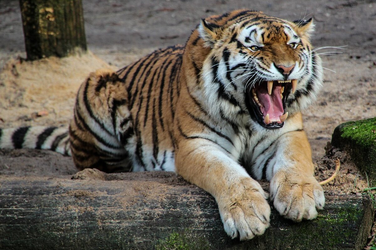 Шотландский фермер нашёл в своей конюшне “тигра” | Animal Kingdom | Дзен